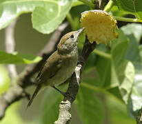 Eurasian Blackcap