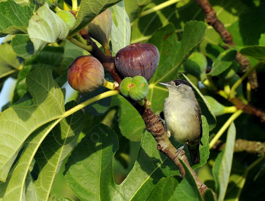 Eurasian Blackcap male adult breeding