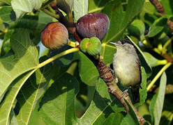 Eurasian Blackcap