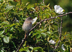 Common Whitethroat