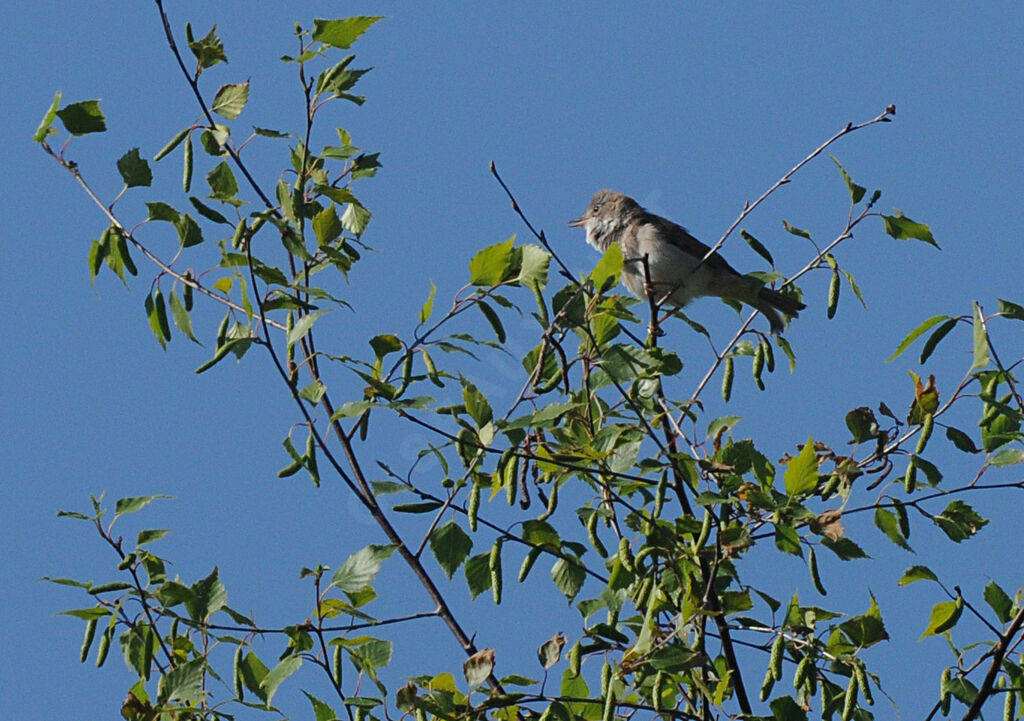 Common Whitethroat