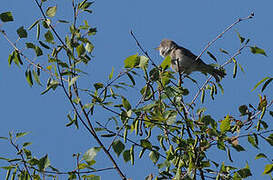 Common Whitethroat