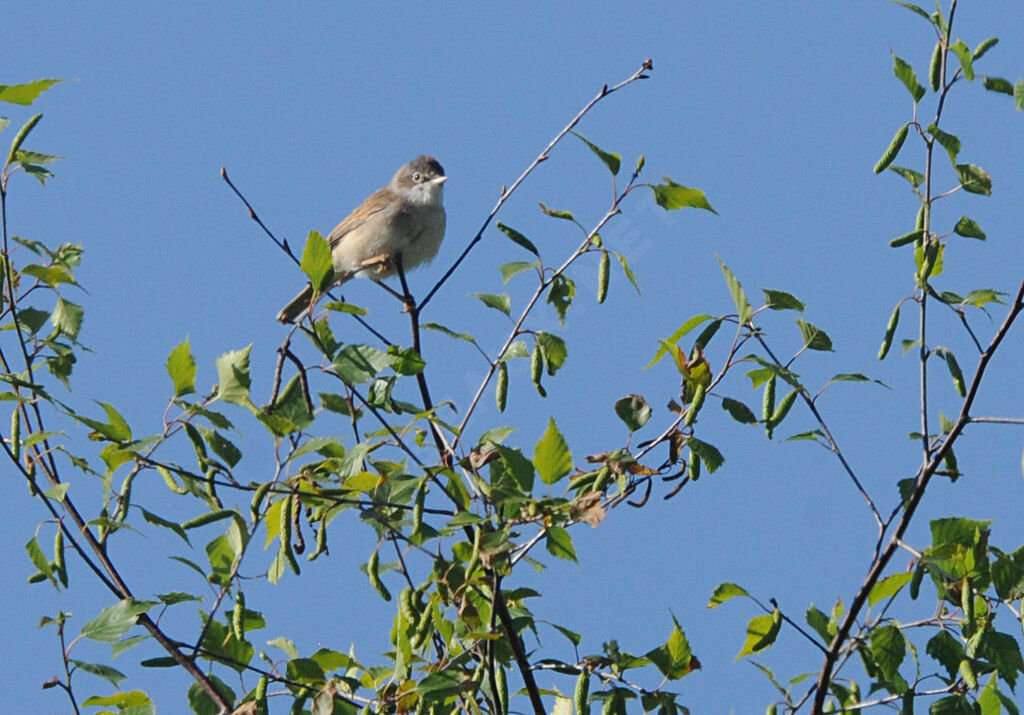 Common Whitethroatadult breeding