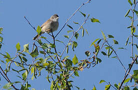 Common Whitethroat