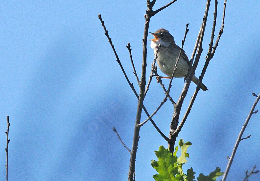 Common Whitethroat