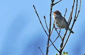 Common Whitethroat