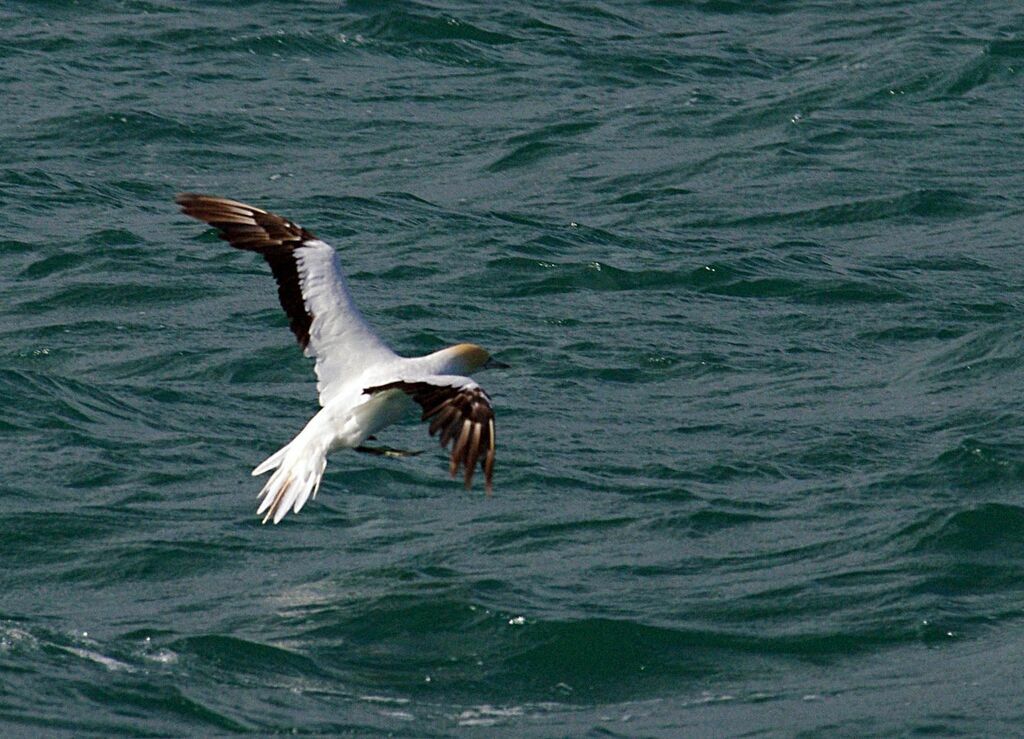 Australasian Gannet