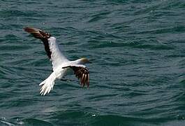 Australasian Gannet