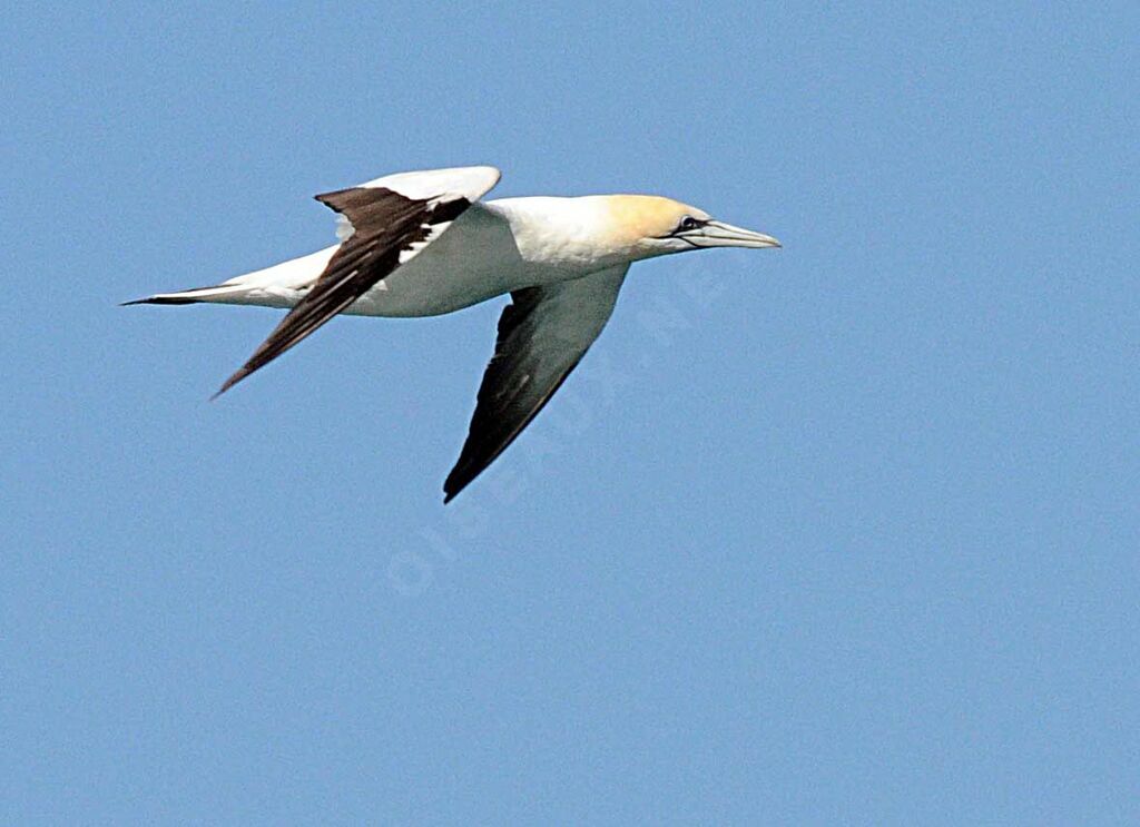 Australasian Gannet