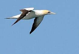 Australasian Gannet