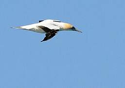 Australasian Gannet