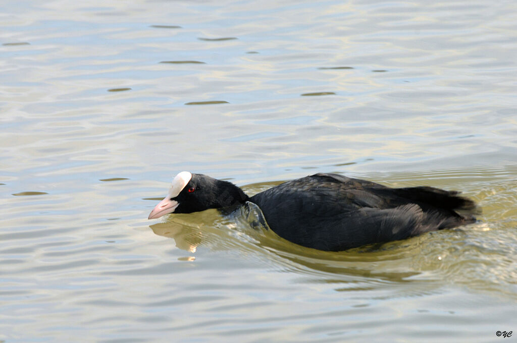 Eurasian Coot