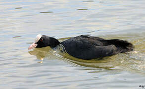 Eurasian Coot