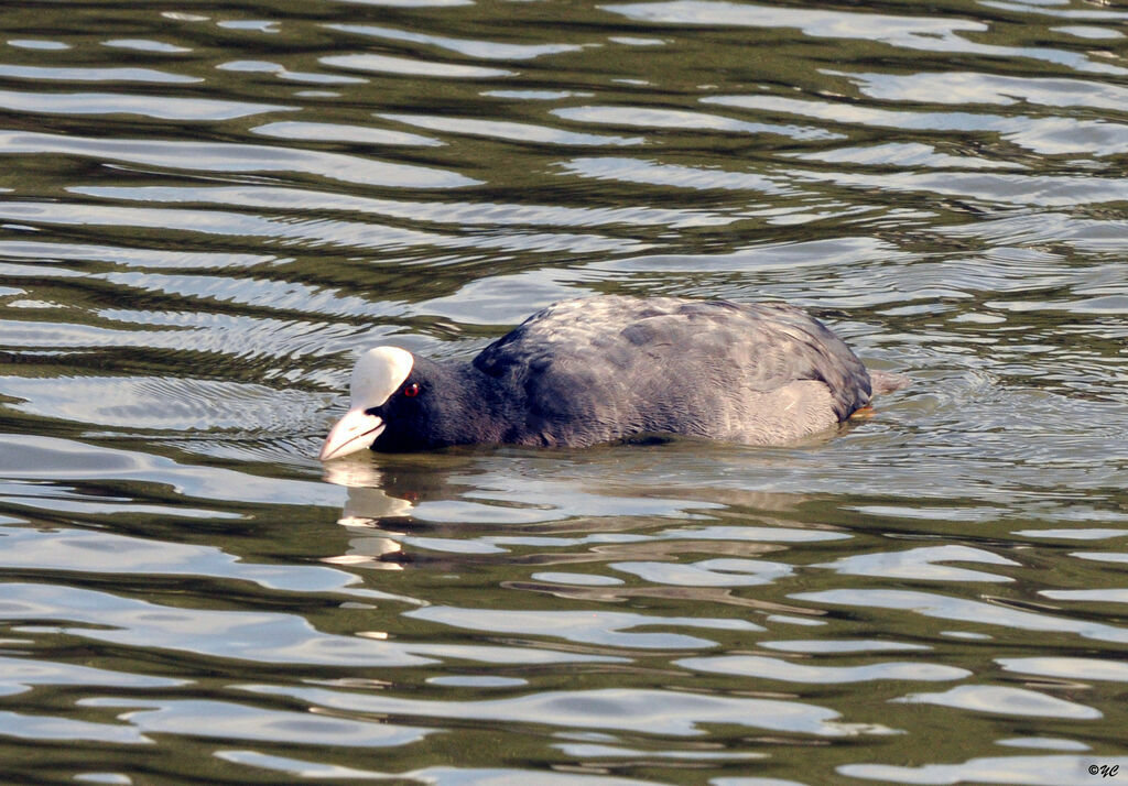 Foulque macroule