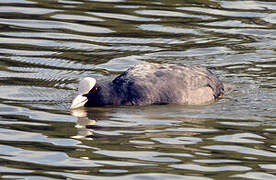 Eurasian Coot