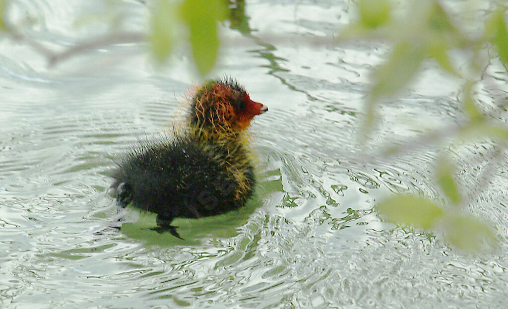 Eurasian Cootjuvenile