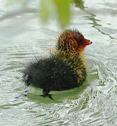 Eurasian Coot