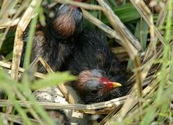 Eurasian Coot