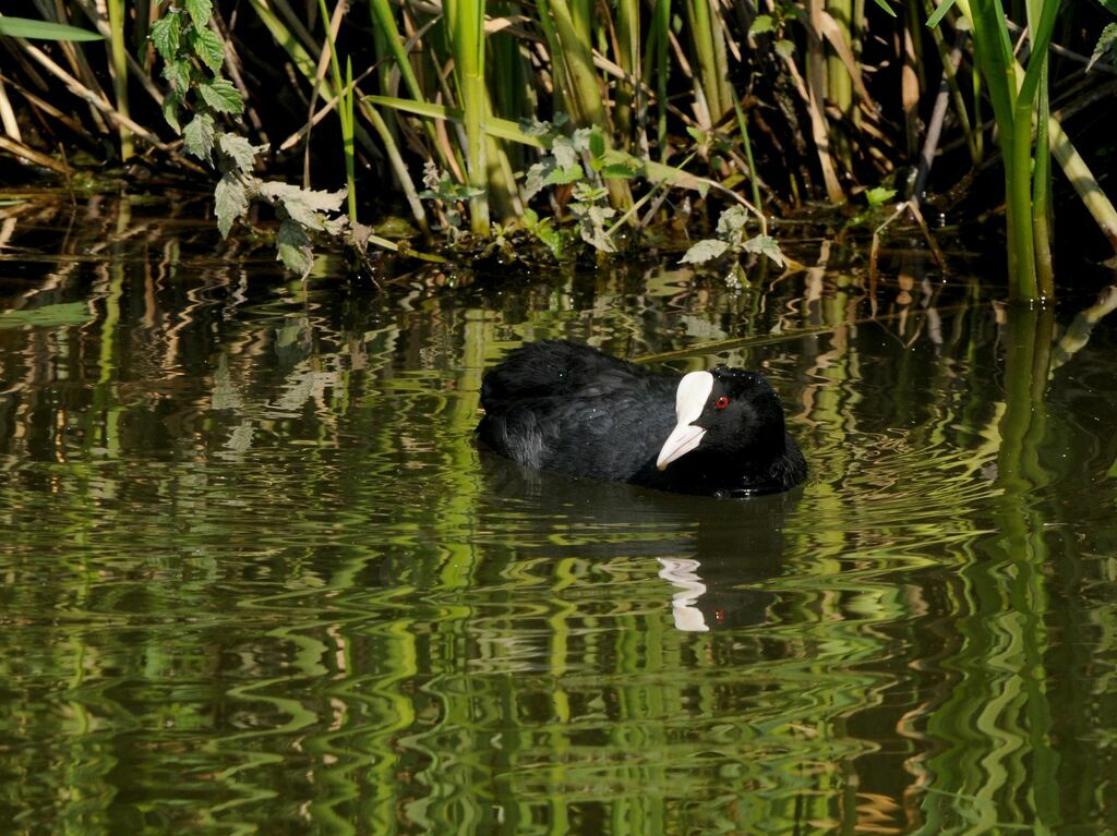 Eurasian Coot