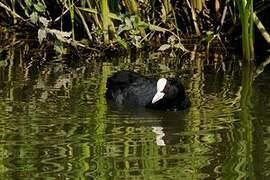 Eurasian Coot