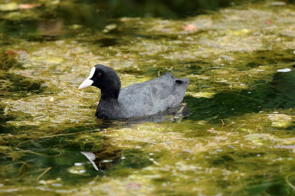 Eurasian Coot