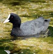 Eurasian Coot