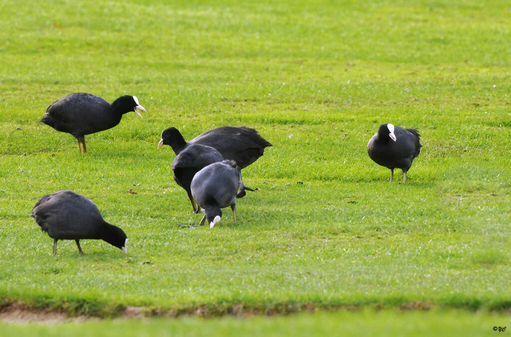 Eurasian Coot