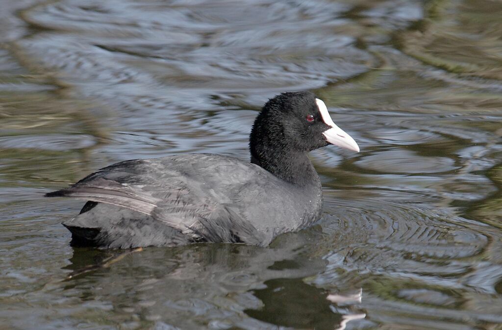 Eurasian Coot