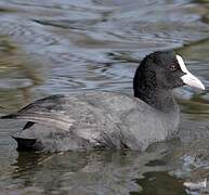 Eurasian Coot