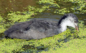 Eurasian Coot