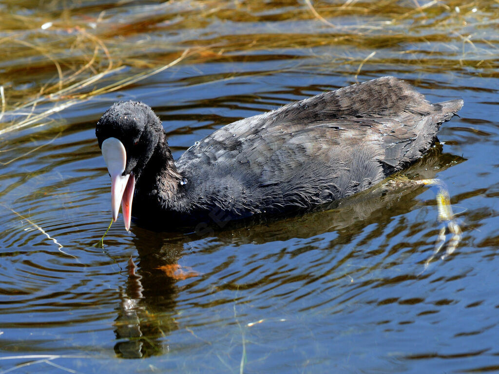 Eurasian Coot