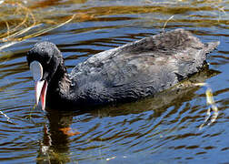 Eurasian Coot