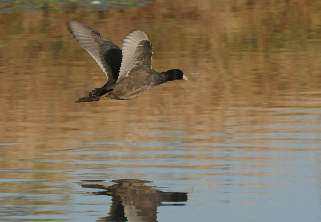 Eurasian Coot