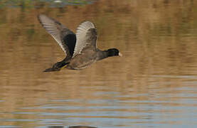 Eurasian Coot