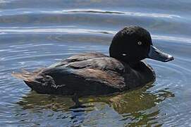 New Zealand Scaup