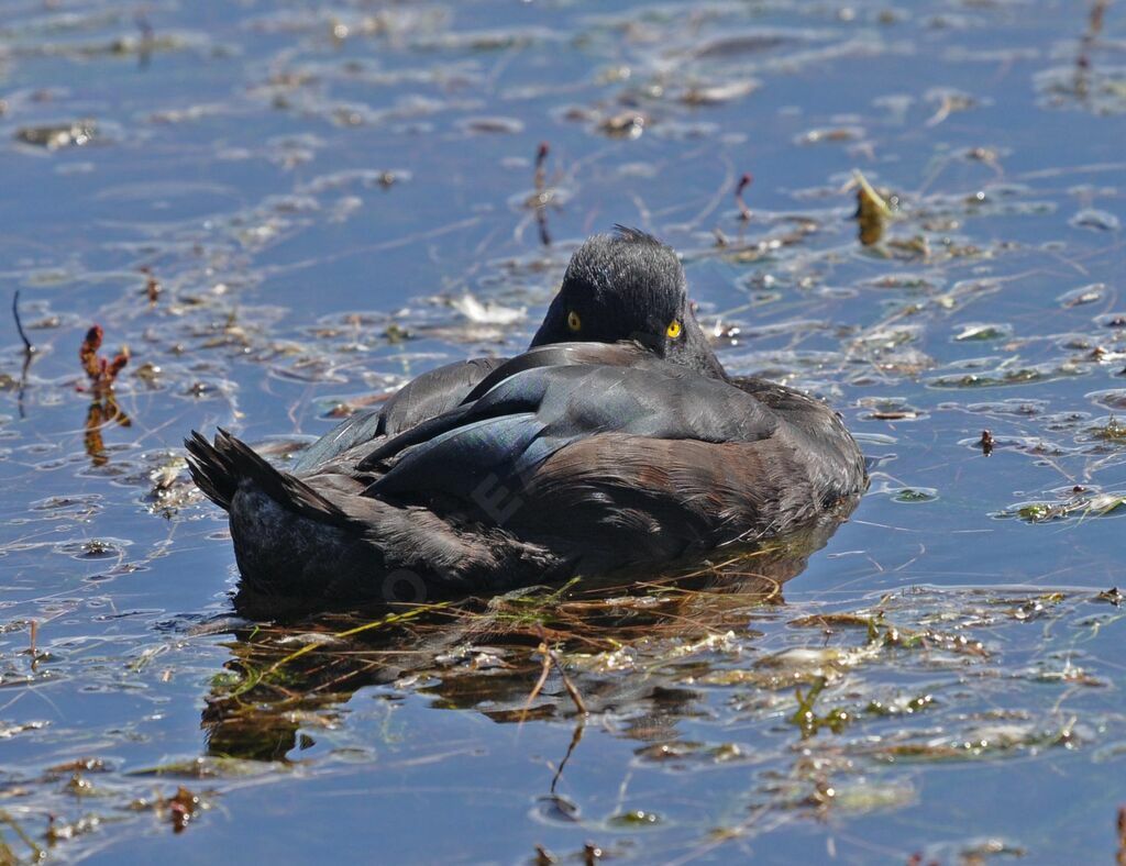 New Zealand Scaup