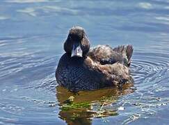 New Zealand Scaup