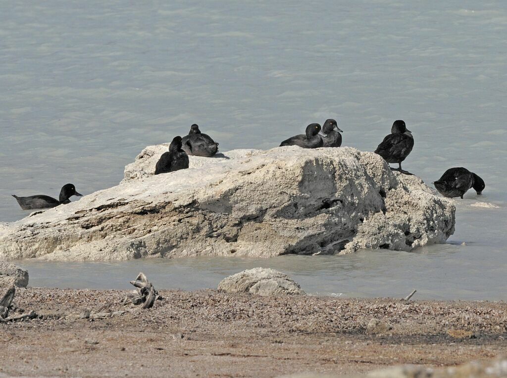 New Zealand Scaup