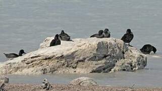 New Zealand Scaup