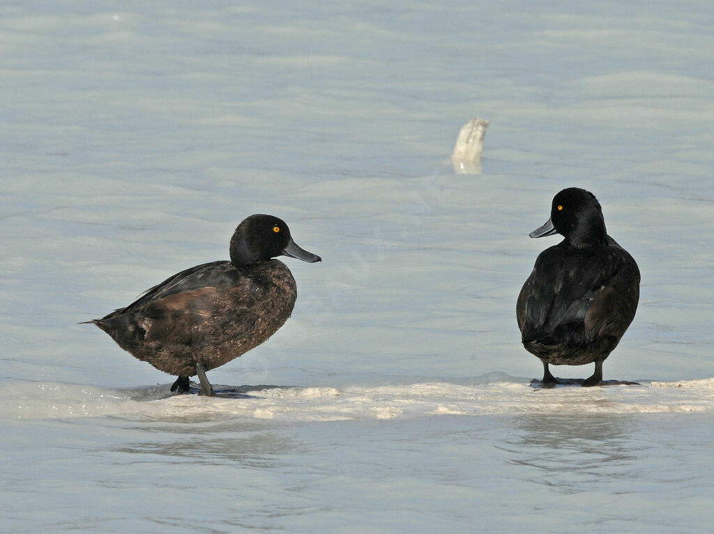 New Zealand Scaup