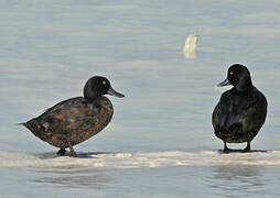 New Zealand Scaup