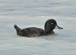 New Zealand Scaup