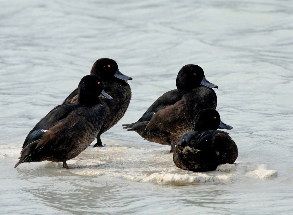 New Zealand Scaup