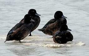 New Zealand Scaup