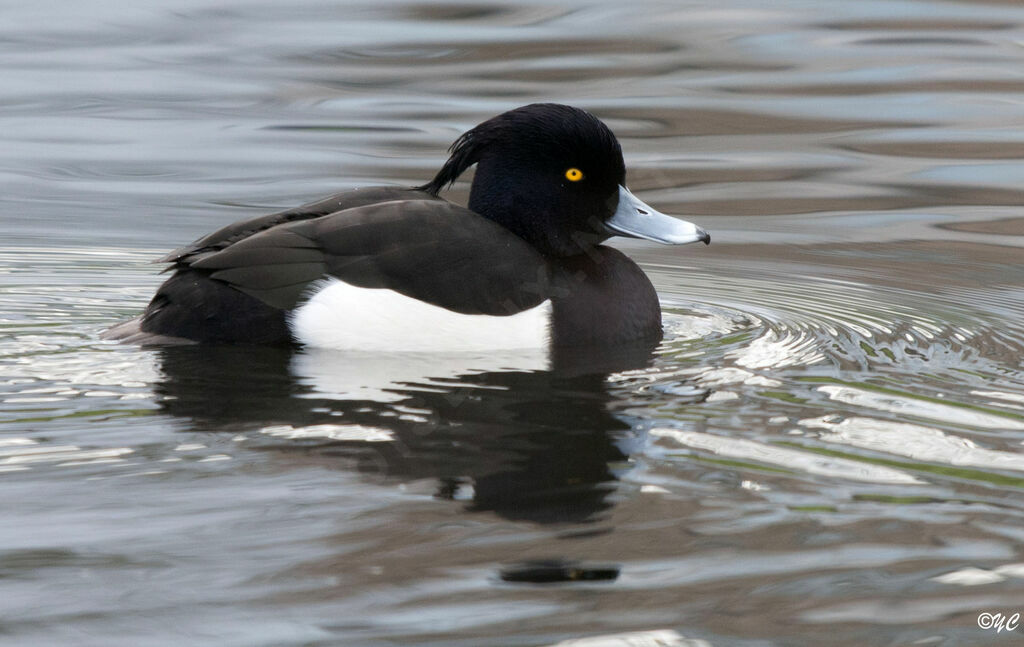 Tufted Duck