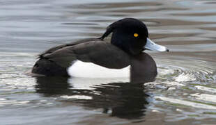 Tufted Duck