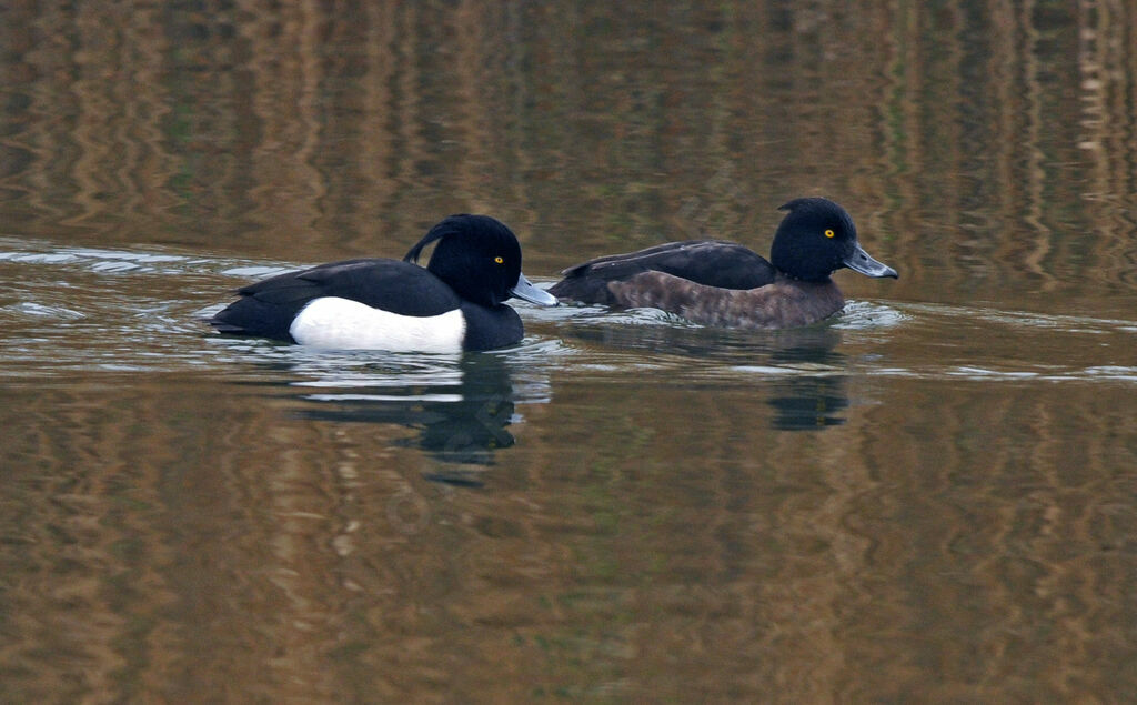 Tufted Duck