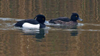 Tufted Duck