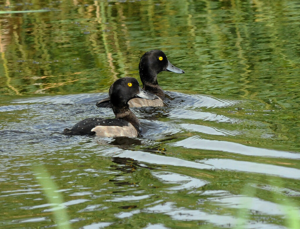 Tufted Duck