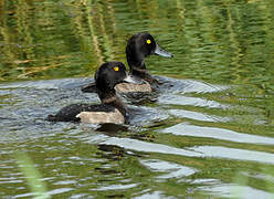 Tufted Duck